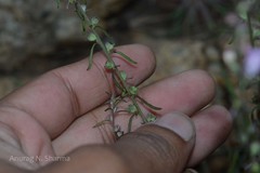 Parasopubia delphiniifolia